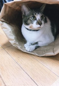 nosemotoharu01