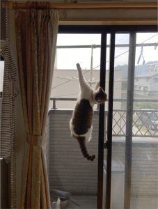 shinji_fujimoto01