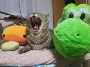 itouyosimi1