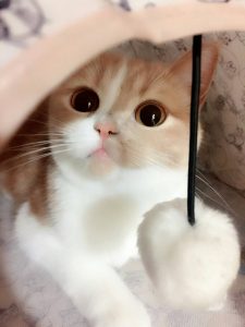 tamorimayumi1